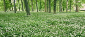 Czosnek Niedźwiedzi (Allium Ursinum) - Przepisy, Uprawa, Właściwości ...